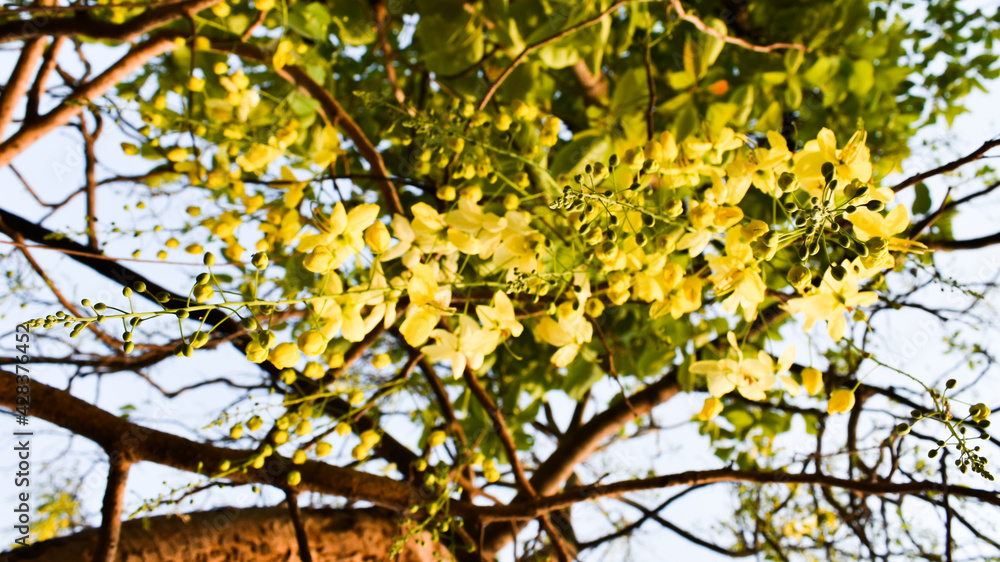 Cassia fistula, commonly known as golden shower, purging cassia, Indian laburnum, or pudding-pipe tree. It is a flowering plant. Cassia fistula, commonly known as golden shower, purging cassia, Indian laburnum, or pudding-pipe tree. It is a flowering plant.