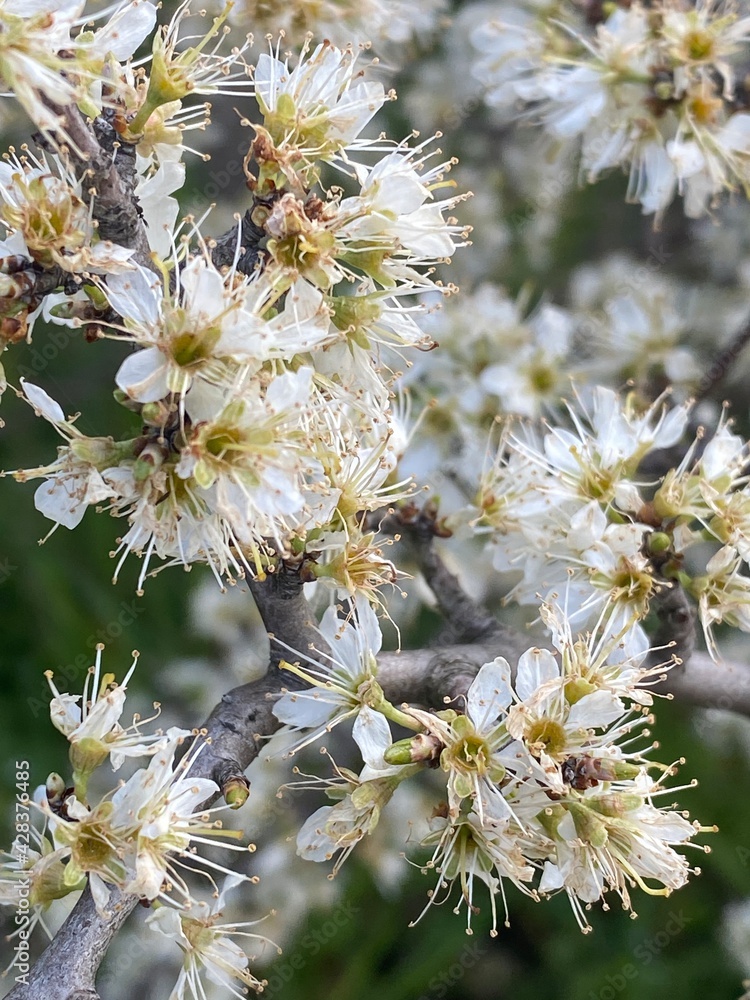 blossoming tree