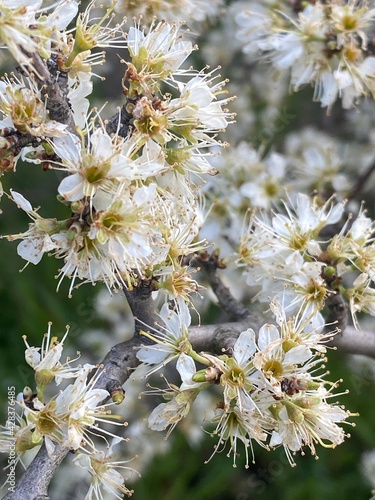 Obraz na płótnie blossoming tree w salonie