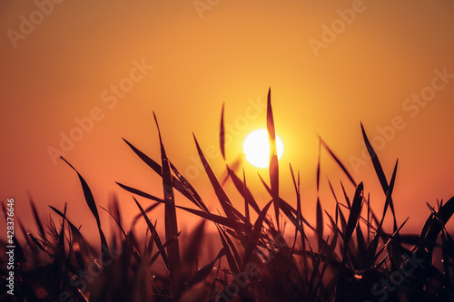 fairy-tale light passes through the living and green wild grass, which acquires the last rays of the sun. Abstract sunset biodiversity