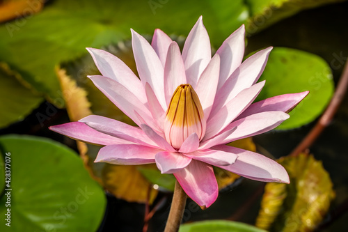 Beautiful pink lotus flower with water droplets on the petals blooming in the pond and green lotus leaves around.