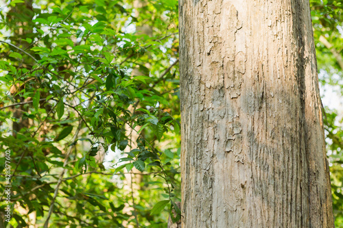 Fototapeta Naklejka Na Ścianę i Meble -  Selective focus.Teak Tree in Thailand precious hardwoods one of the last major areas of tropical forest in Asia