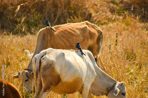 The black drongo (Dicrurus macrocercus) bird and cow photo