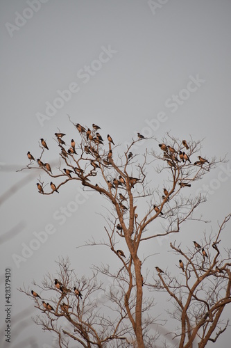 Group of birds on a dry tree