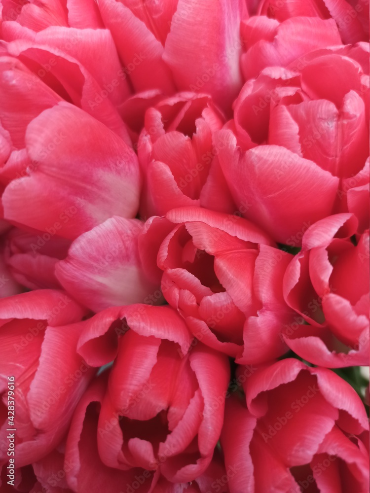 Tulips. Red flowers. Background. Flora