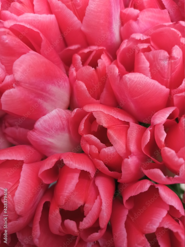 Tulips. Red flowers. Background. Flora Tulips. Red flowers. Background. Flora