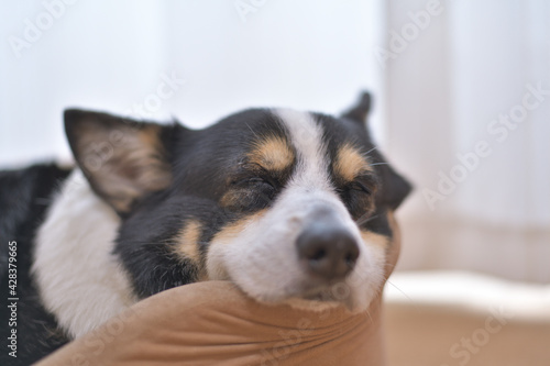 犬用ベッドの縁に顎を乗せた黒いコーギー犬