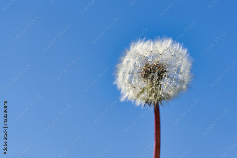 Dandelion seeds in rays of sunlight on a background of blue sky Dandelion seeds in rays of sunlight on a background of blue sky