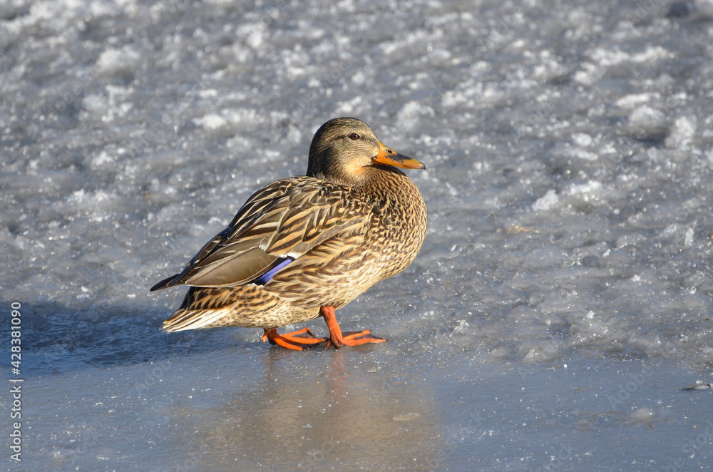 Duck on ice Duck on ice