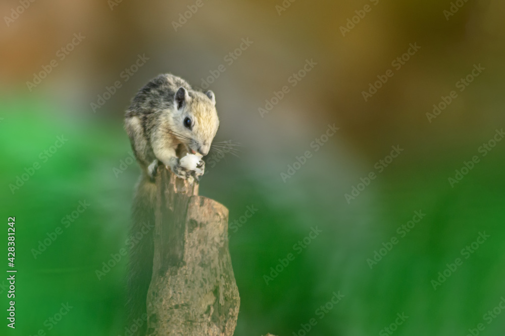 Closeup portrait of variable squirrel -Callosciurus finlaysonii, on a tree branch in Thailand park Closeup portrait of variable squirrel -Callosciurus finlaysonii, on a tree branch in Thailand park