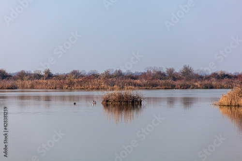 Mallards in the lagoon of Marano, Nature reserve of Valle canal Novo photo