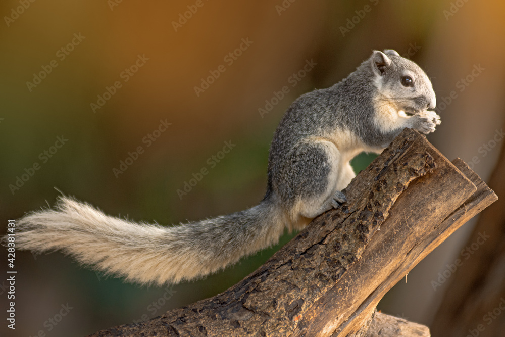 Closeup portrait of variable squirrel -Callosciurus finlaysonii, on a tree branch in Thailand park