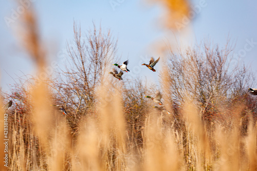  Mallard ducks flying on the sky
