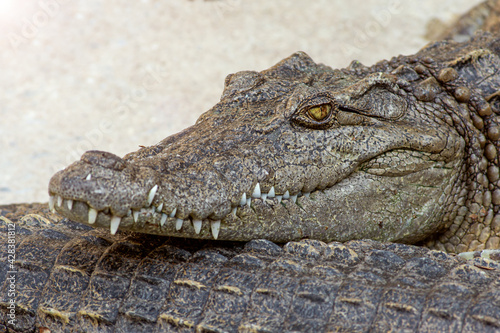 Close-up shot of crocodile lies calm with close mouth