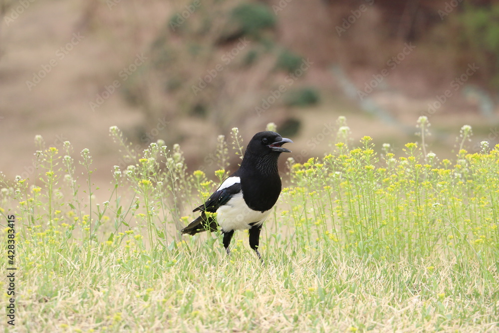 Obraz premium wild magpie on the grass