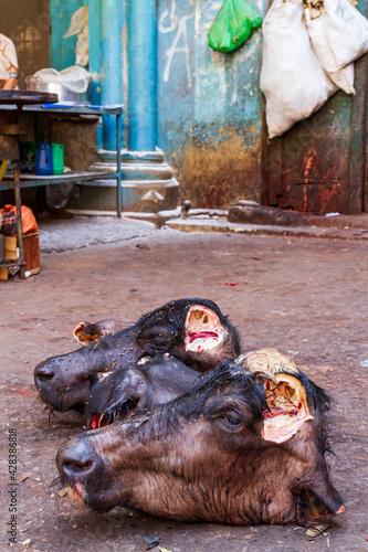Foto Vertical shot of decapitated heads of newly slaughtered cattle on the groun