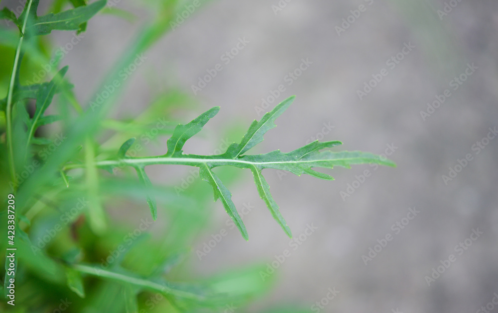 Rucola (Arugula), plant in the garden. Arugula leaf close up. View from above. Area for text. Rucola (Arugula), plant in the garden. Arugula leaf close up. View from above. Area for text.