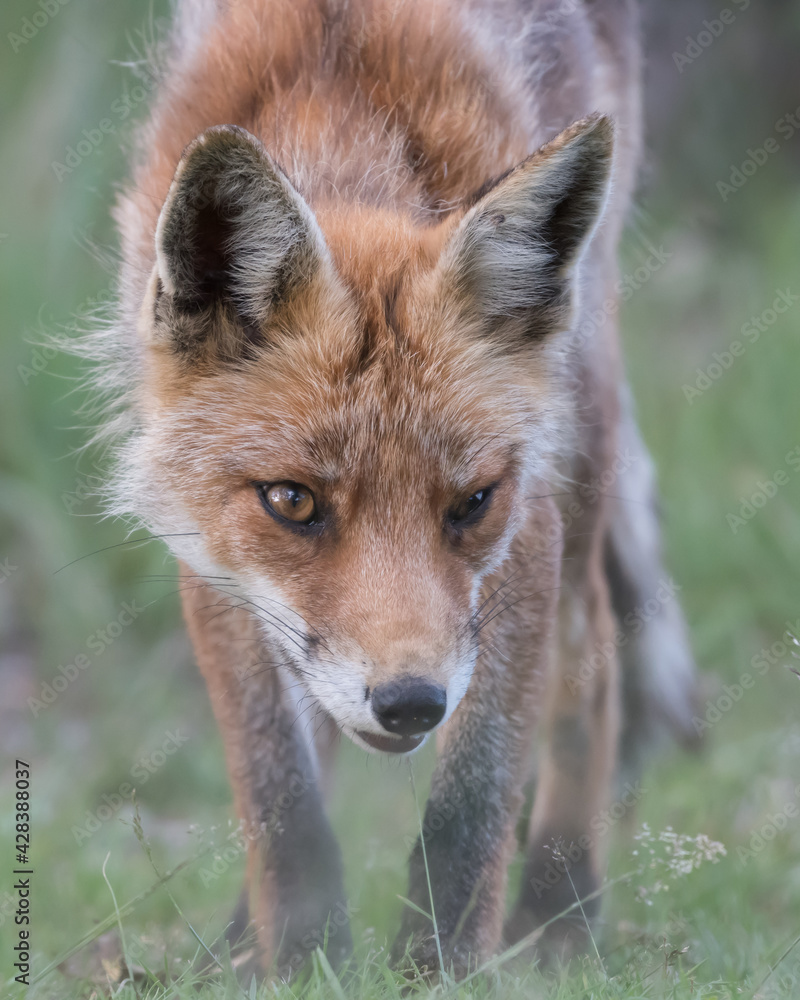 Fototapeta premium A close up of a beautiful red fox, photographed in the dunes of the Netherlands.