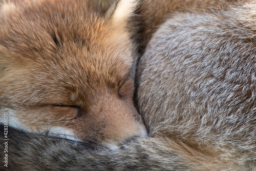 A close up of a beautiful sleeping red fox, photographed in the dunes of the Netherlands.