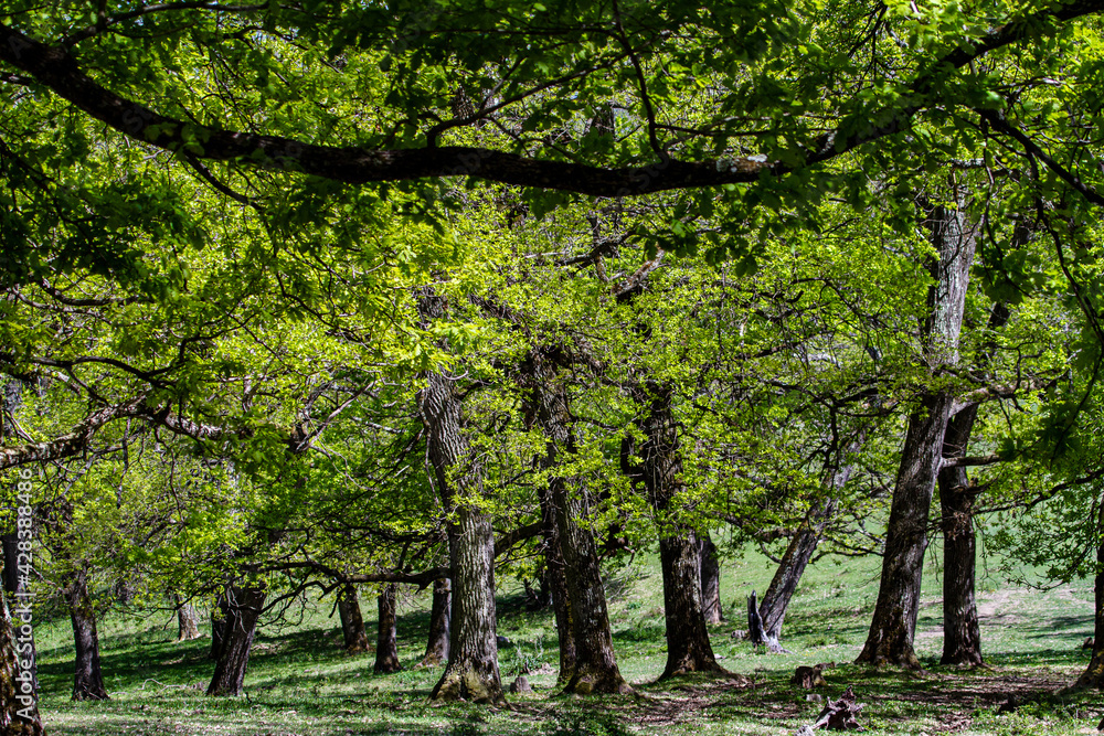 Obraz premium Springtime