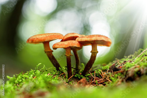 Forest mushrooms in the grass. Gathering mushrooms. Mushroom photo, forest photo, armillaria mellea