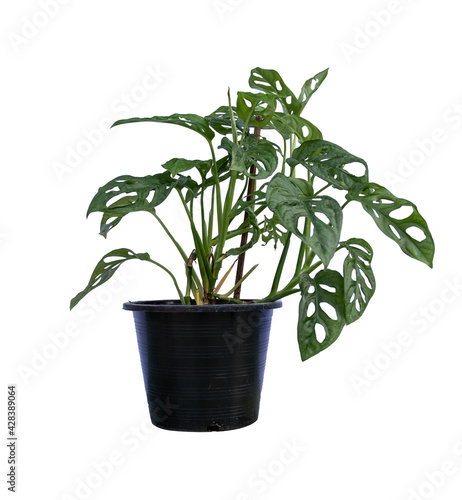 Monstera obliqua in pots, with green to dark green on top. The discs are large and small indented holes alternating between the veins, isolate on white background.