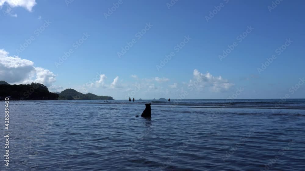 The dog sits in the sea and enjoys the view. View of the ocean, blue sky and white clouds. The Island Of Ko Chang. People swim, relax in the clear water near the beach. The dog waits and watches. The dog sits in the sea and enjoys the view. View of the ocean, blue sky and white clouds. The Island Of Ko Chang. People swim, relax in the clear water near the beach. The dog waits and watches.