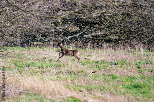 deer looking running away