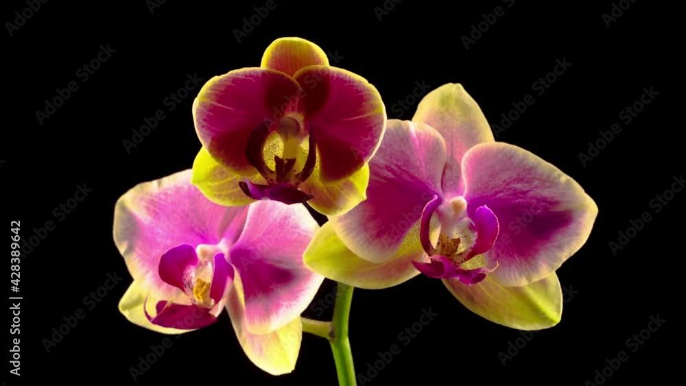 Blooming Yellow - Pink Orchid Phalaenopsis Flower on Black Background. Time Lapse. 4K. Blooming Yellow - Pink Orchid Phalaenopsis Flower on Black Background. Time Lapse. 4K.