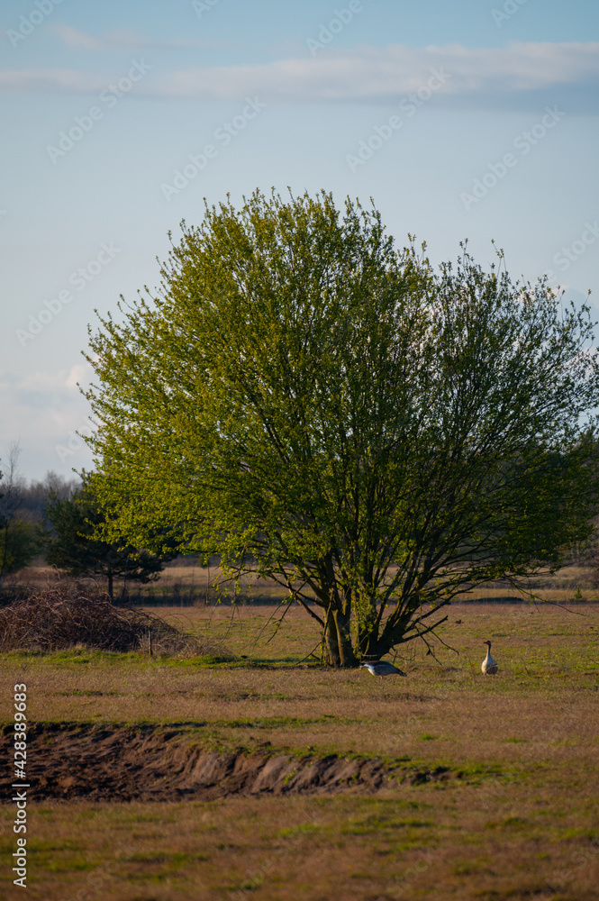 Fototapeta premium first green tree with goose