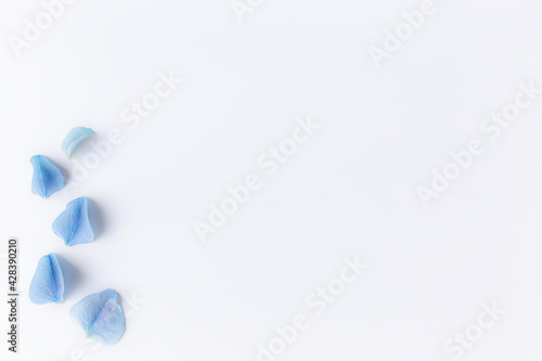 Flat lay with hydrangea or hortensia blue petals, white background photo