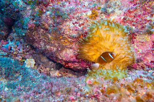 great barrier reef anemone fish in sea anemone photo