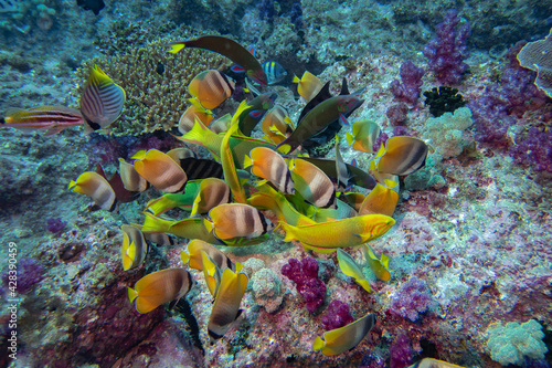 A big gathering of tropical fish for feeding on the reef photo