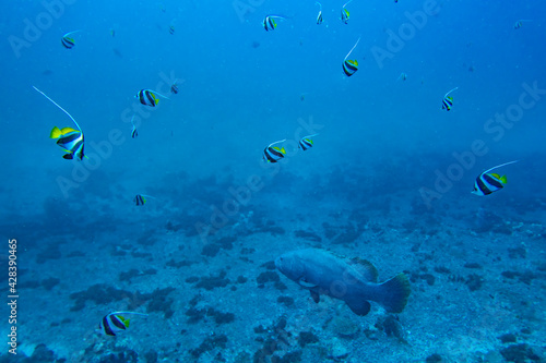 A giant grouper and a school of long fin bannerfish © andriislonchak