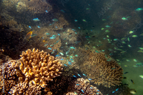 coral reef with fish photo