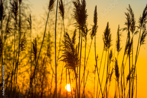 Reed in bright orange yellow sunlight at sunrise in spring  Almere  Flevoland  The Netherlands  April 17  2021