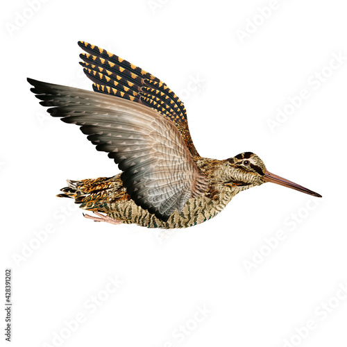 Photos oiseau, position , bécasse des bois, la chasse, en vol, tiré, nature, ailes, fau