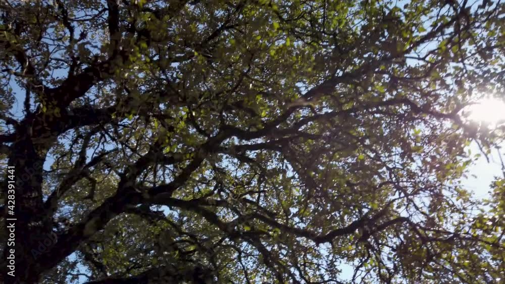 Bright sunlight flickers through tree branches, looking up while walking forward Bright sunlight flickers through tree branches, looking up while walking forward