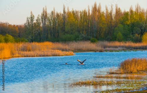 Reed and trees along the edge of a lake in wetland in bright blue sunlight at sunrise in spring  Almere  Flevoland  The Netherlands  April 17  2021