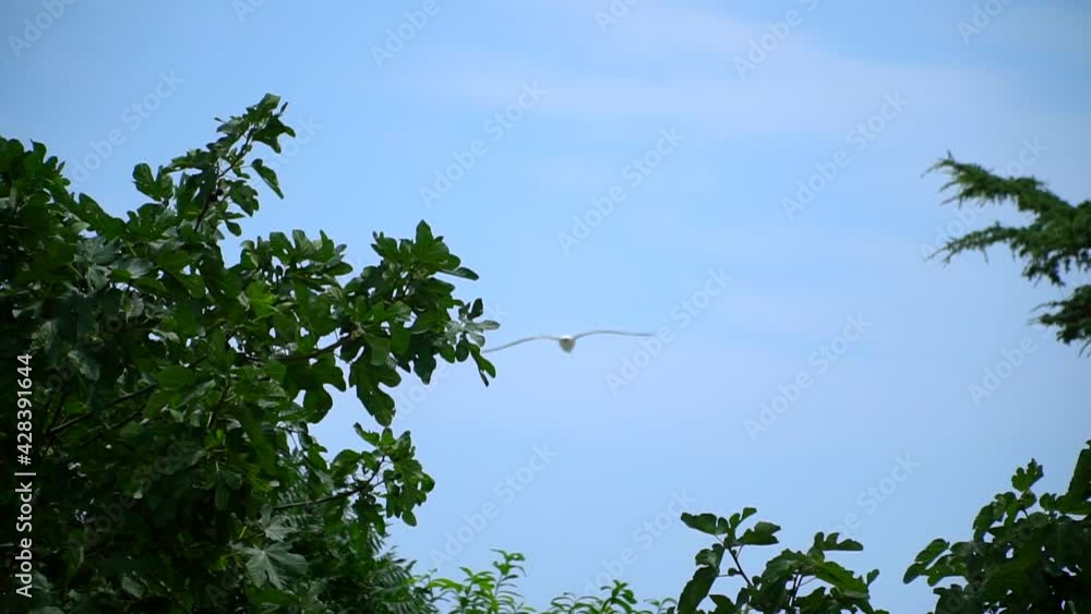 Seagulls flying against the blue sky. Flock of birds floating on air currents of wind. Seagulls flying against the blue sky. Big seagull soaring over the Mediterranean sea. 