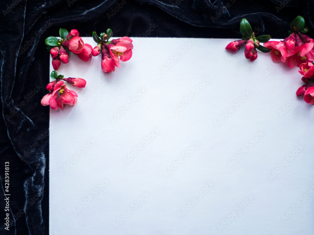 red spring flowers on a white background for mockup, photo of beautiful fresh buds of Japanese quince or chaenomeles on a white canvas, floral background for your advertising copyspace mockup red spring flowers on a white background for mockup, photo of beautiful fresh buds of Japanese quince or chaenomeles on a white canvas, floral background for your advertising copyspace mockup