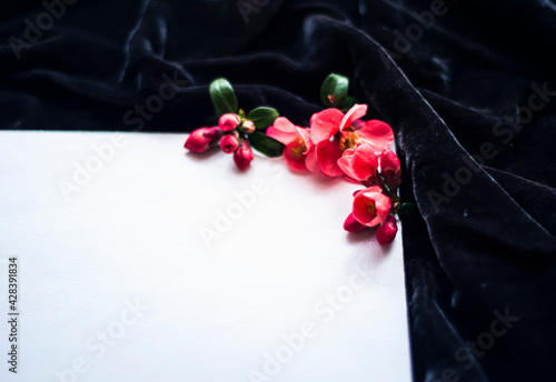 red spring flowers on a white background for mockup, photo of beautiful fresh buds of Japanese quince or chaenomeles on a white canvas, floral background for your advertising copyspace mockup