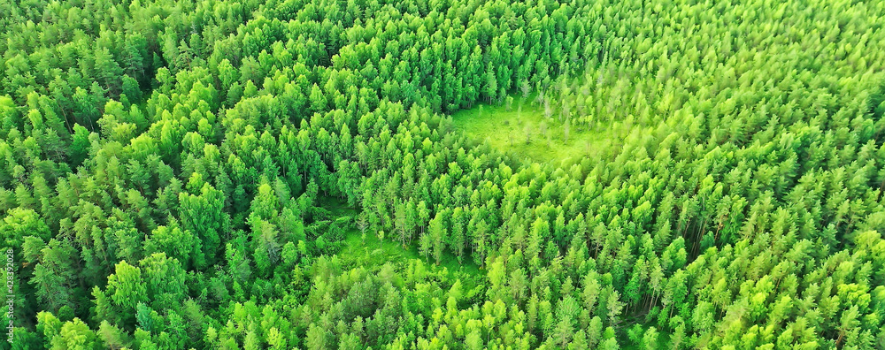 summer forest top view drone, background green trees panorama landscape summer forest top view drone, background green trees panorama landscape