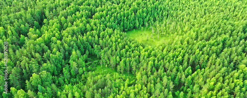 summer forest top view drone, background green trees panorama landscape © kichigin19