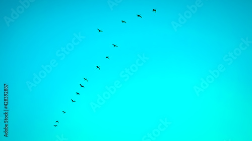 flock of birds flying in the turqioise sky photo