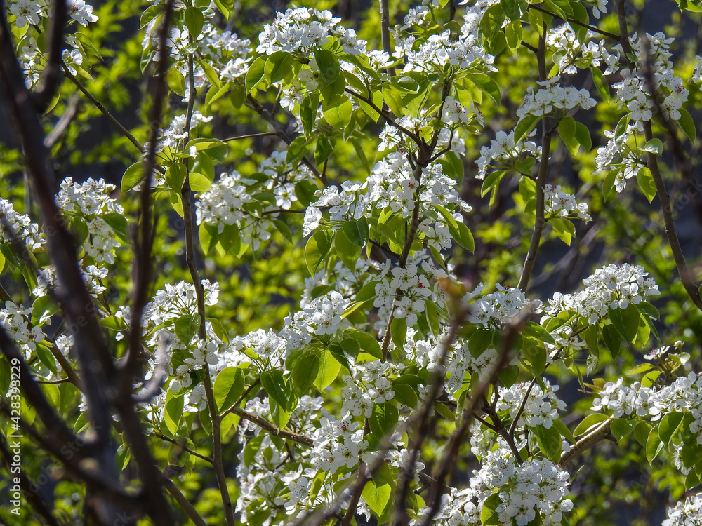 Blooming tree Blooming tree