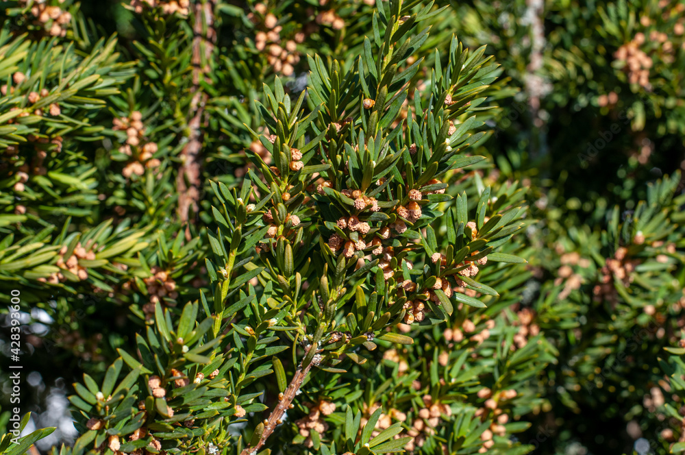 a twig of a common yew with male cones