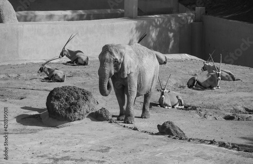 macho manada elefante