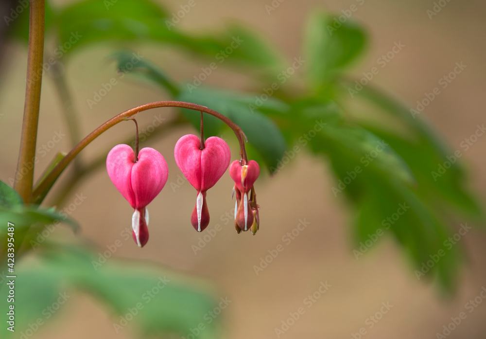 Blooming dicentra spectabilis, in the garden Blooming dicentra spectabilis, in the garden