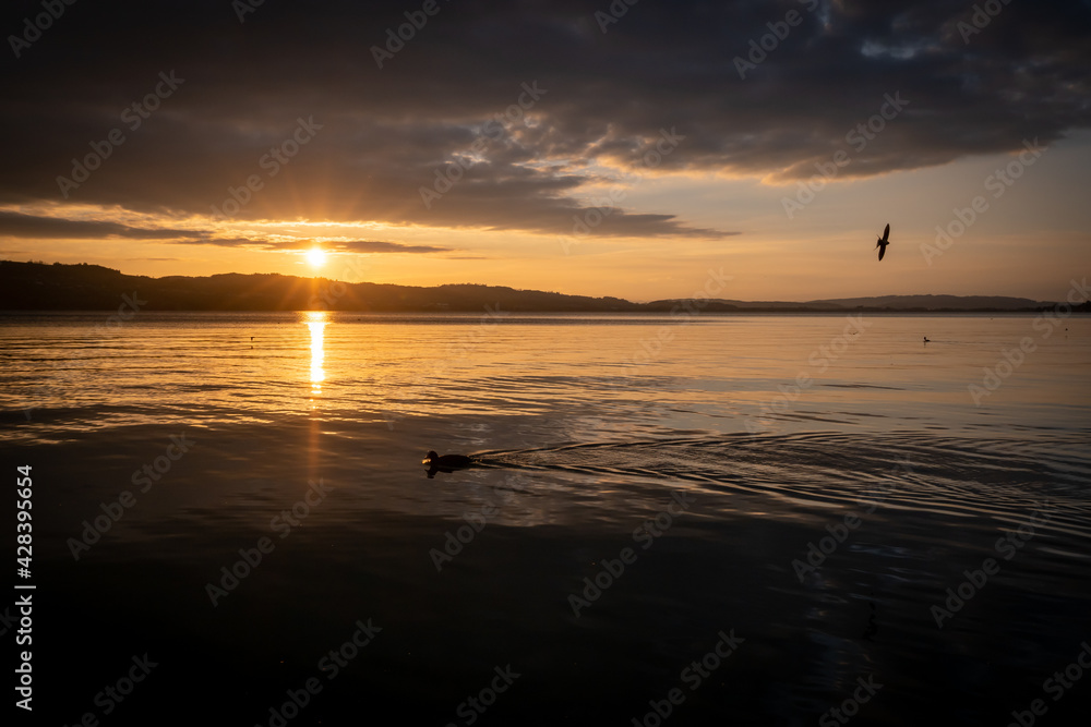 Sunset at the lake. Sunlight reflects on the water. Birds are flying in the sky and ducks in the water - image